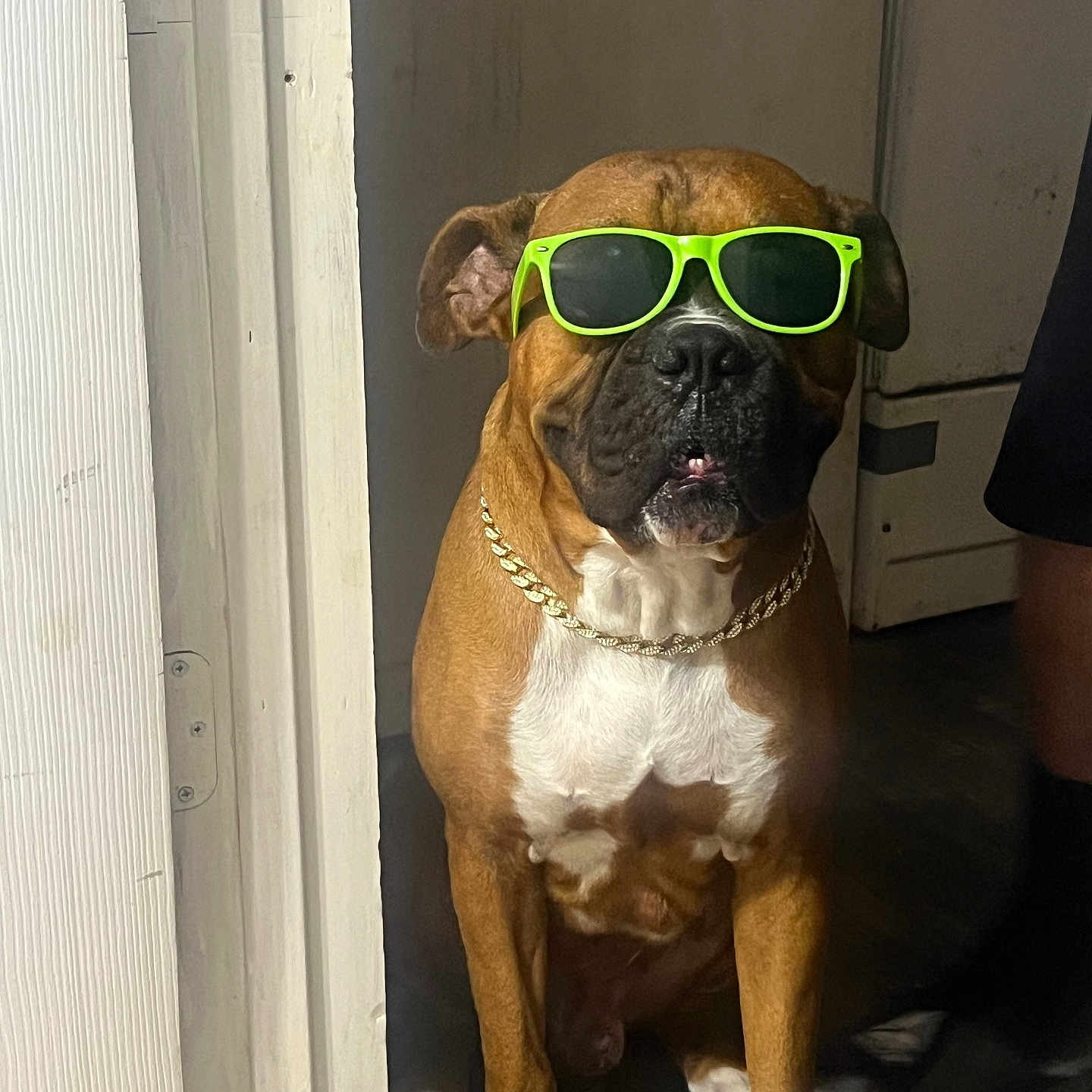 Rocky is registered to the contest to win money with this photo: accessory, animal, brown_dog, canine, chain, companion, cool, cute, dog, doorframe, fashion, floor, funny, indoor, pet, portrait, relaxed, shadow, sunglasses, white_chest