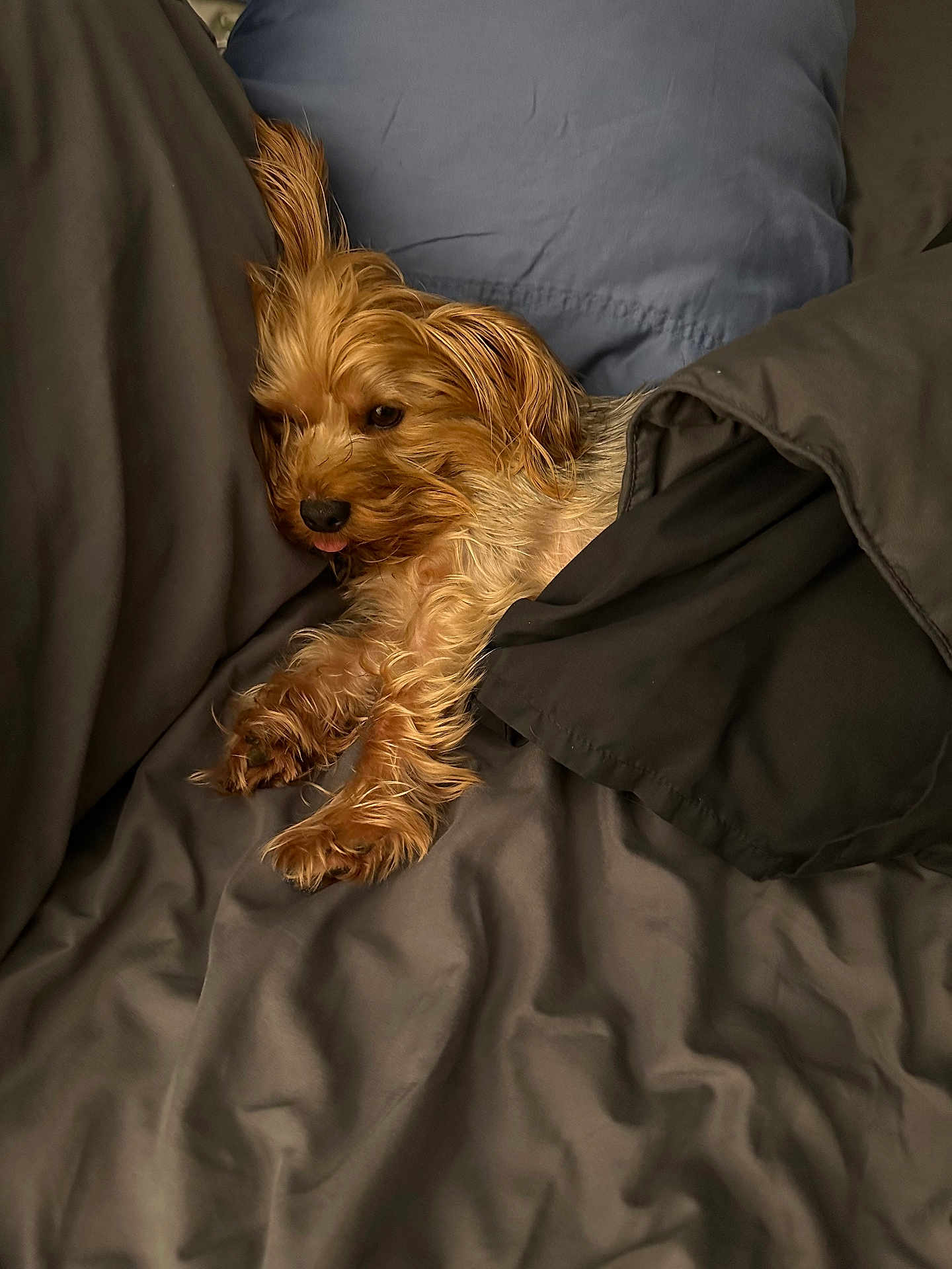 Bruce joined the competition — help win amazing prizes! animal, bed, bedroom, blanket, canine, cat, cockerspaniel, couch, cushion, dog, furniture, homedecor, indoors, kitten, person, pet, poodle, puppy, sleeping, terrier