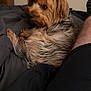 Bruce is registered to the contest to win money with this photo: airedale, animal, architecture, building, canine, chair, cockerspaniel, couch, dog, furniture, hardwood, hound, indoors, livingroom, person, pet, poodle, puppy, terrier, wood
