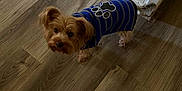 Bruce is registered to the contest to win money with this photo: accessories, affenpinscher, animal, canine, cockerspaniel, dog, hardwood, hound, indoors, interiordesign, leash, papillon, pet, plywood, poodle, puppy, stainedwood, strap, terrier, wood