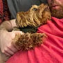 accessories, adult, airedale, animal, canine, cockerspaniel, couch, cushion, dog, face, furniture, glasses, head, male, man, person, pet, poodle, puppy, terrier