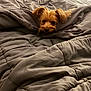 Bruce is registered to the contest to win money with this photo: animal, back, bed, bedroom, blanket, bodypart, canine, couch, dog, furniture, hound, indoors, person, pet, poodle, puppy, quilt, room, sphere, terrier