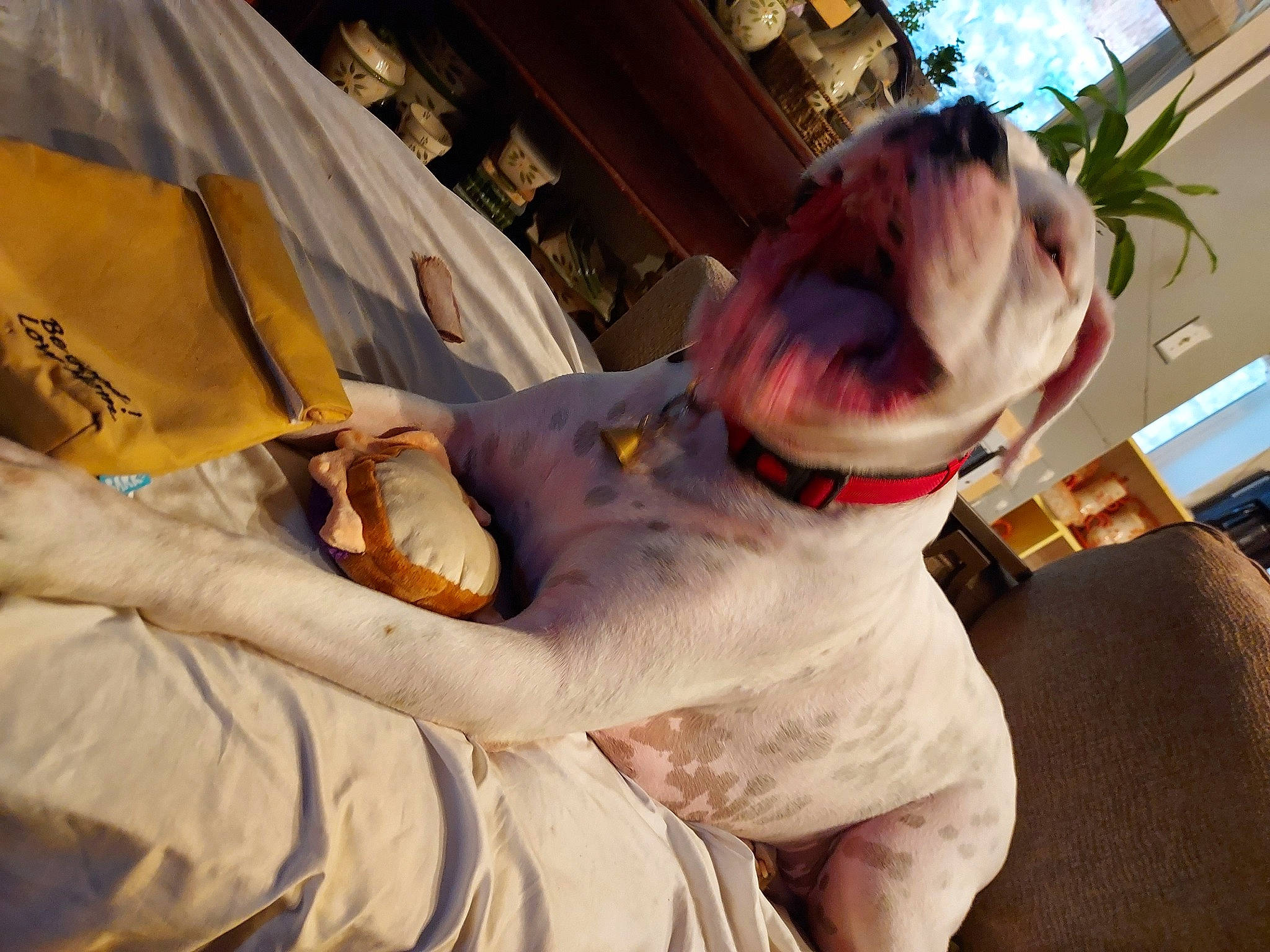 Service Dog Buckley is registered to the contest to win money with this photo: carnivore, collar, comfort, companion_dog, dog, dog_breed, dog_collar, eyewear, fawn, felidae, fur, houseplant, leash, linens, plant, small_to_medium_sized_cats, snout, tail, whiskers, working_animal