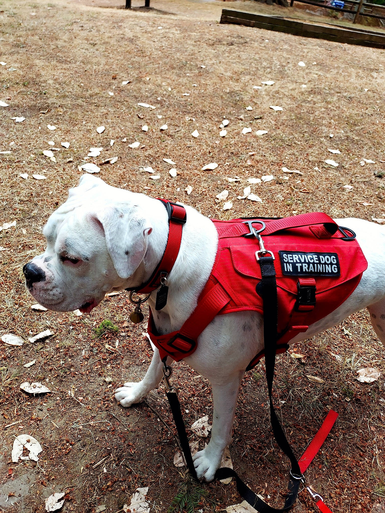 Service Dog Buckley joined the competition — help win amazing prizes! adventure, canidae, carmine, carnivore, collar, companion_dog, dog, dog_breed, dog_clothes, dog_collar, dog_supply, fashion_accessory, fawn, leash, non_sporting_group, pet_supply, sporting_group, tail, tracking_trial, working_animal