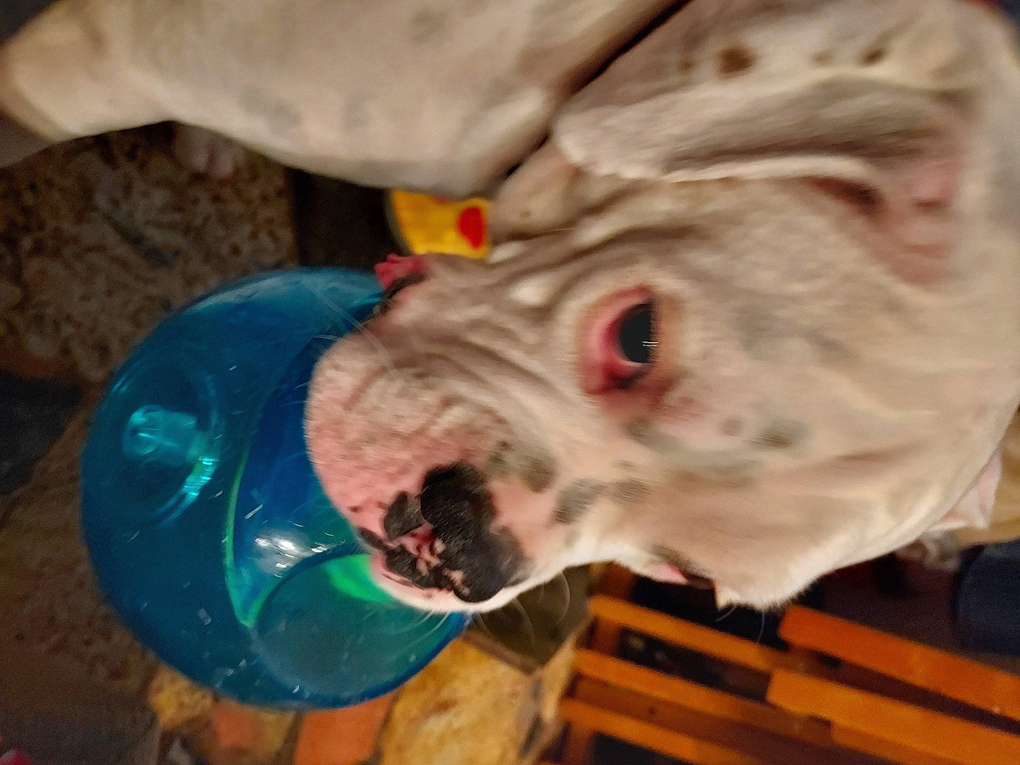 Service Dog Buckley is registered to the contest to win money with this photo: canidae, carnivore, collar, companion_dog, cordoba_fighting_dog, dog, dog_breed, dog_collar, dog_supply, dogo_argentino, fang, fawn, non_sporting_group, pet_supply, snout, sporting_group, whiskers, white_english_bulldog, working_animal, wrinkle