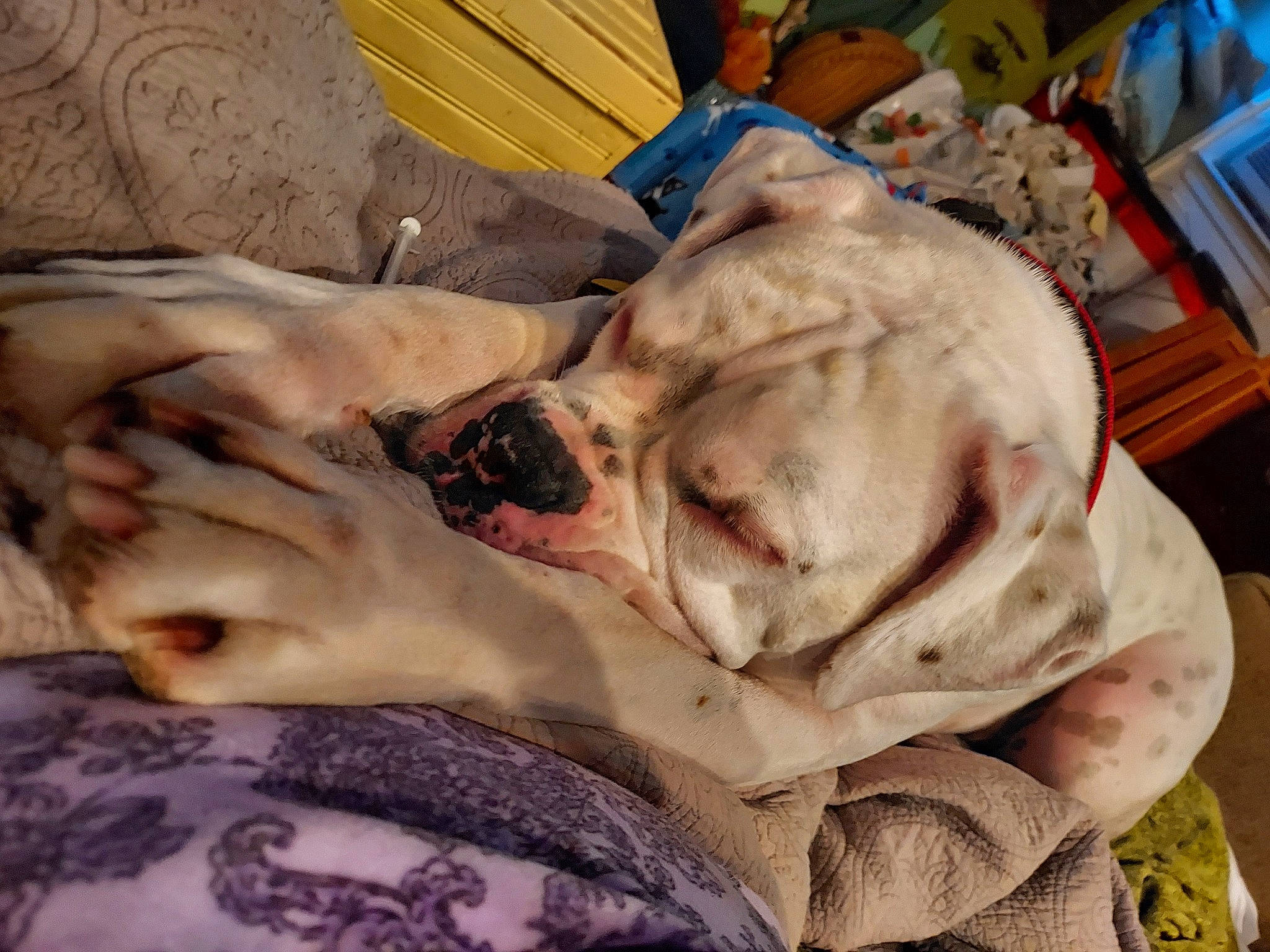 Service Dog Buckley is registered to the contest to win money with this photo: art, canidae, carnivore, comfort, companion_dog, couch, dog, dog_breed, fawn, fur, gesture, linens, nap, picture_frame, snout, sporting_group, sunglasses, tree, working_animal, wrinkle