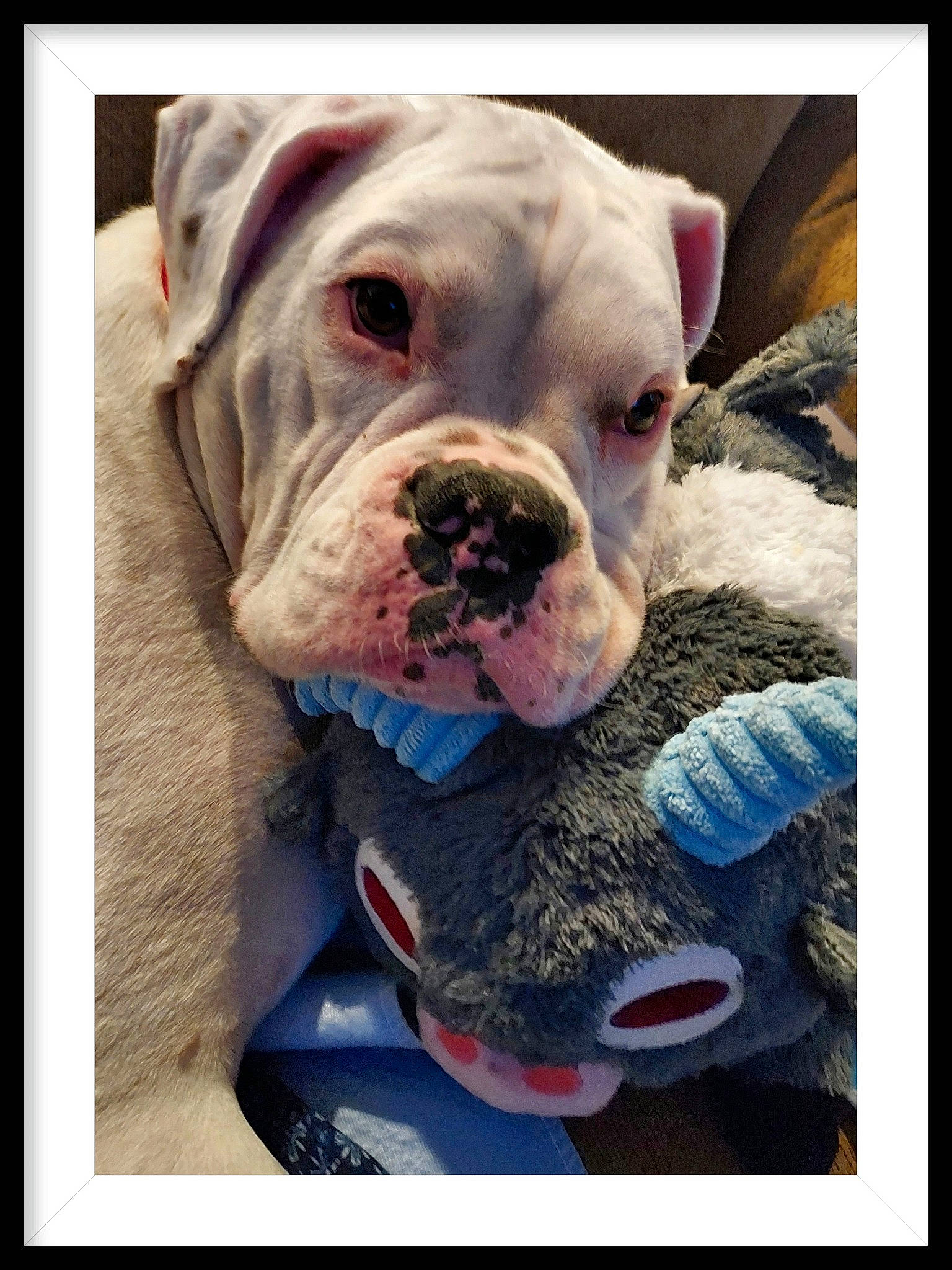 Buckley Taylor joined the competition — help win amazing prizes! canidae, carnivore, collar, comfort, companion_dog, dog, dog_breed, dog_collar, dog_supply, fawn, non_sporting_group, paint, pet_supply, rectangle, snout, sporting_group, stock_photography, visual_arts, working_animal, wrinkle