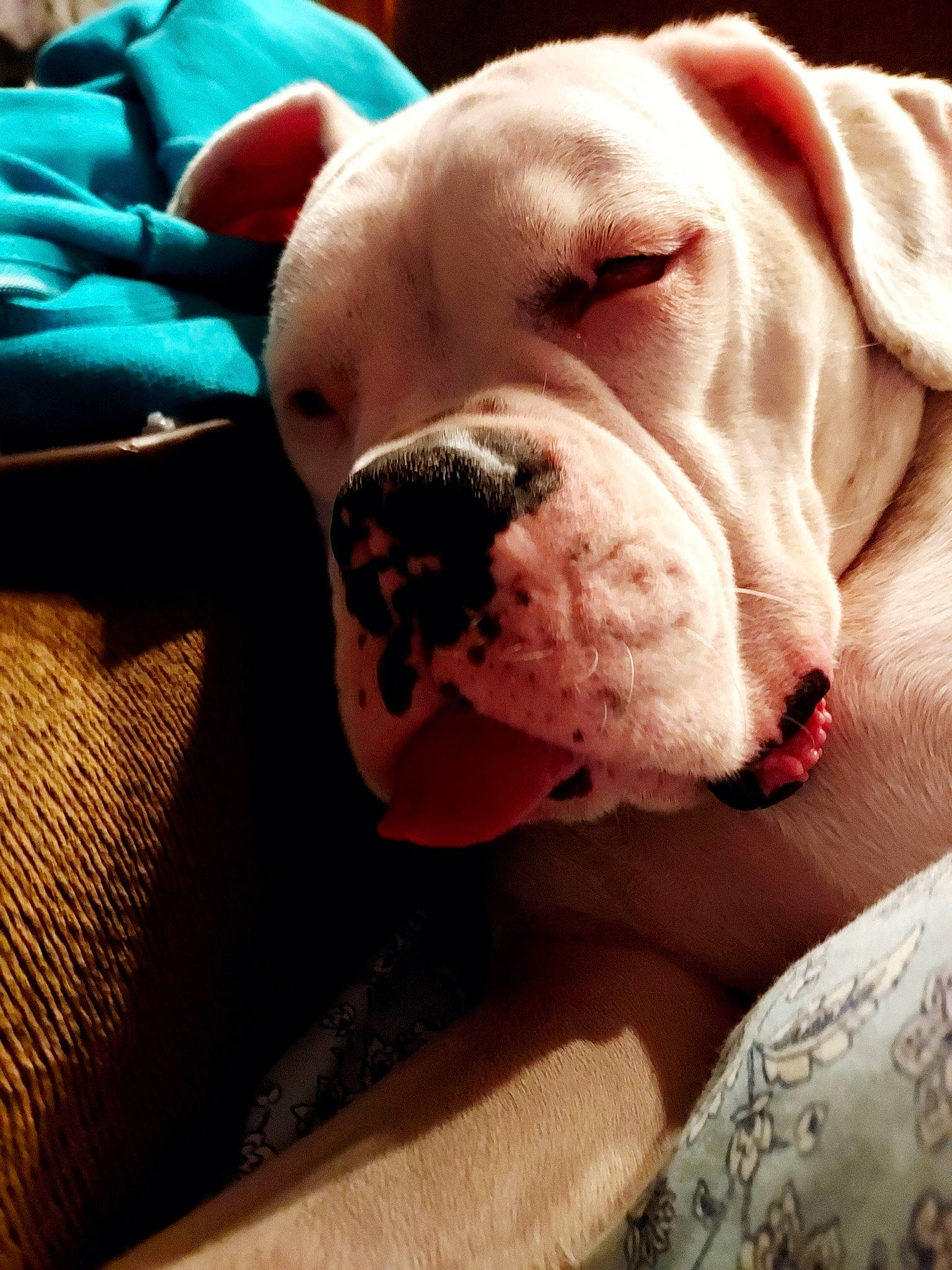 Buckley Taylor joined the competition — help win amazing prizes! bulldog, canidae, carnivore, collar, comfort, companion_dog, dog, dog_breed, dog_collar, dog_supply, fawn, non_sporting_group, pet_supply, snout, sporting_group, working_animal, working_dog, wrinkle