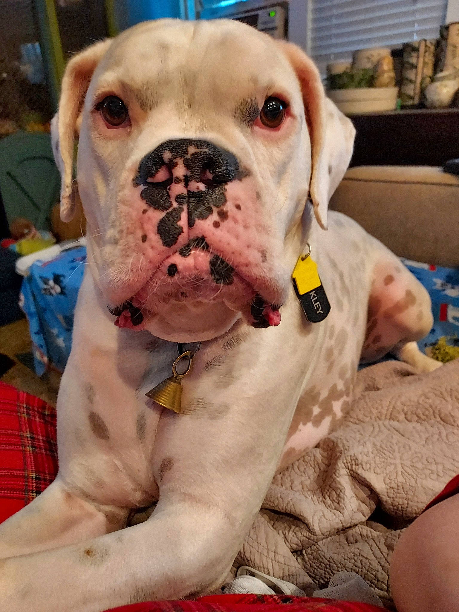 Buckley Taylor joined the competition — help win amazing prizes! boxer, canidae, carnivore, collar, comfort, companion_dog, dog, dog_breed, dog_collar, fawn, non_sporting_group, pet_supply, snout, sporting_group, tartan, terrestrial_animal, working_animal, working_dog, wrinkle