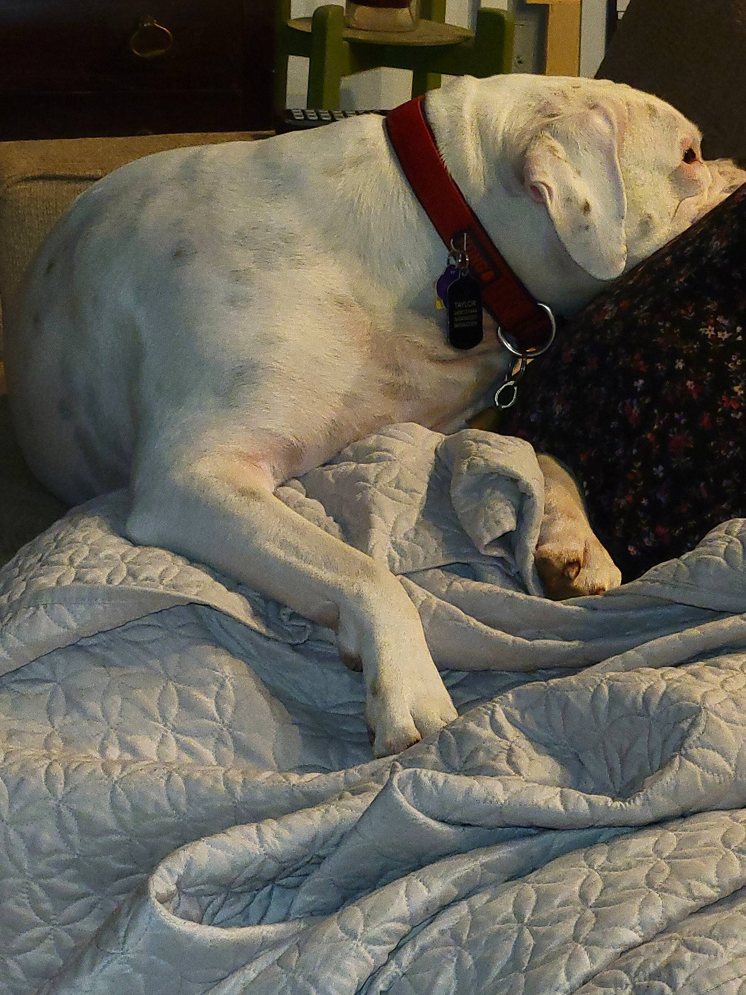 Buckley Taylor is registered to the contest to win money with this photo: art, carnivore, chest, companion_dog, dog, dog_breed, fawn, fur, guard_dog, monument, sculpture, statue, terrestrial_animal, visual_arts, working_animal