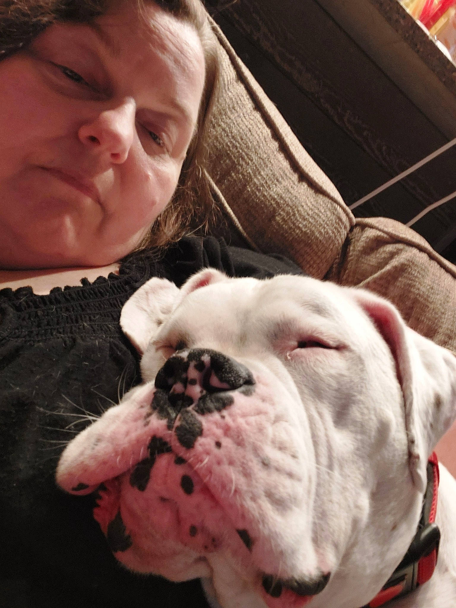 Buckley Taylor is registered to the contest to win money with this photo: bulldog, canidae, carnivore, collar, comfort, companion_dog, dog, dog_breed, dog_collar, ear, fawn, fur, molosser, non_sporting_group, skin, snout, sporting_group, white, white_english_bulldog, wrinkle