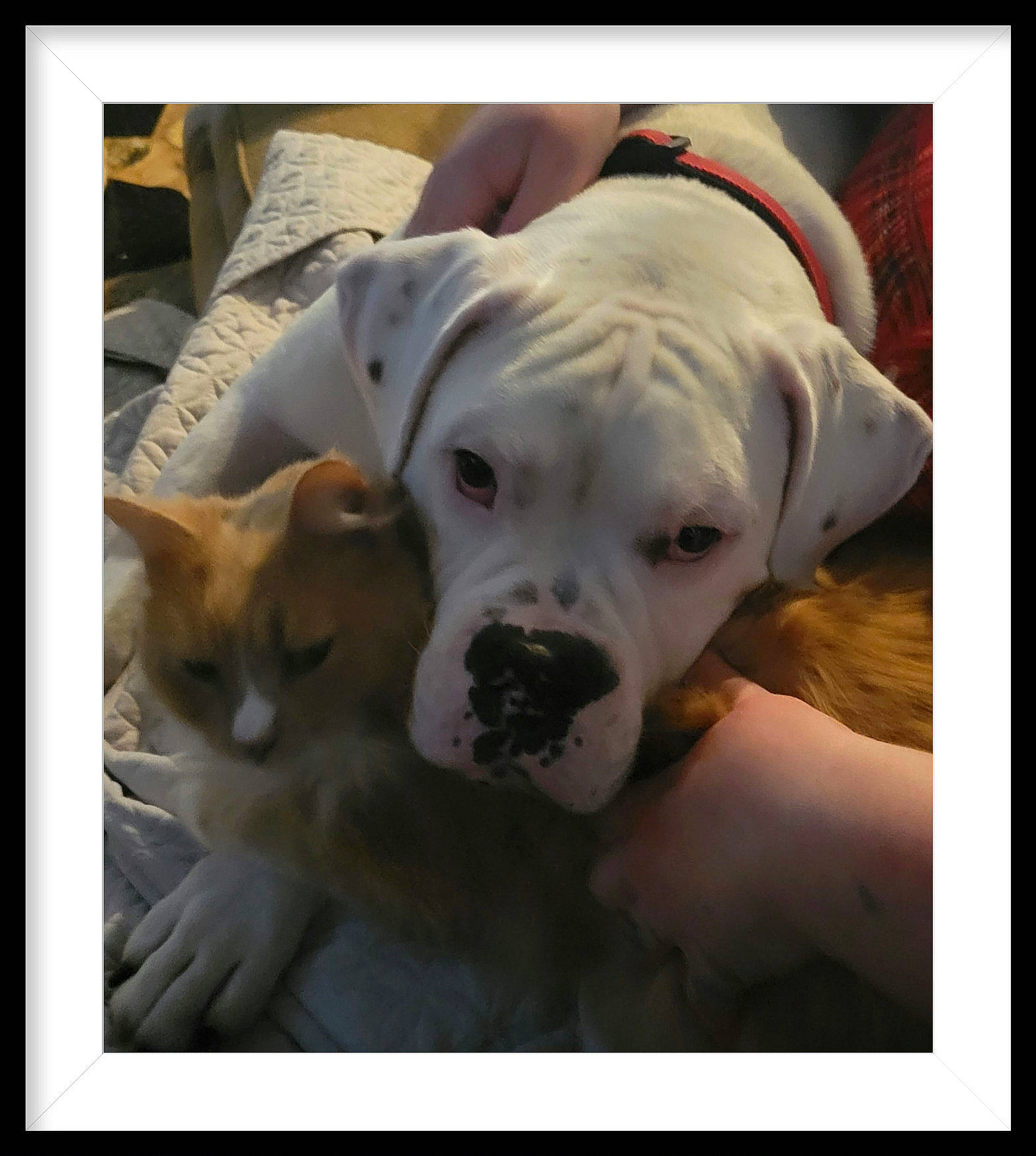 Sweet Marmalade Jelly is registered to the contest to win money with this photo: canidae, carnivore, comfort, companion_dog, dog, dog_breed, dogo_argentino, fawn, mammal, paw, pet_supply, photo_caption, puppy_love, snout, sporting_group, stock_photography, vertebrate, whiskers, working_animal, wrinkle