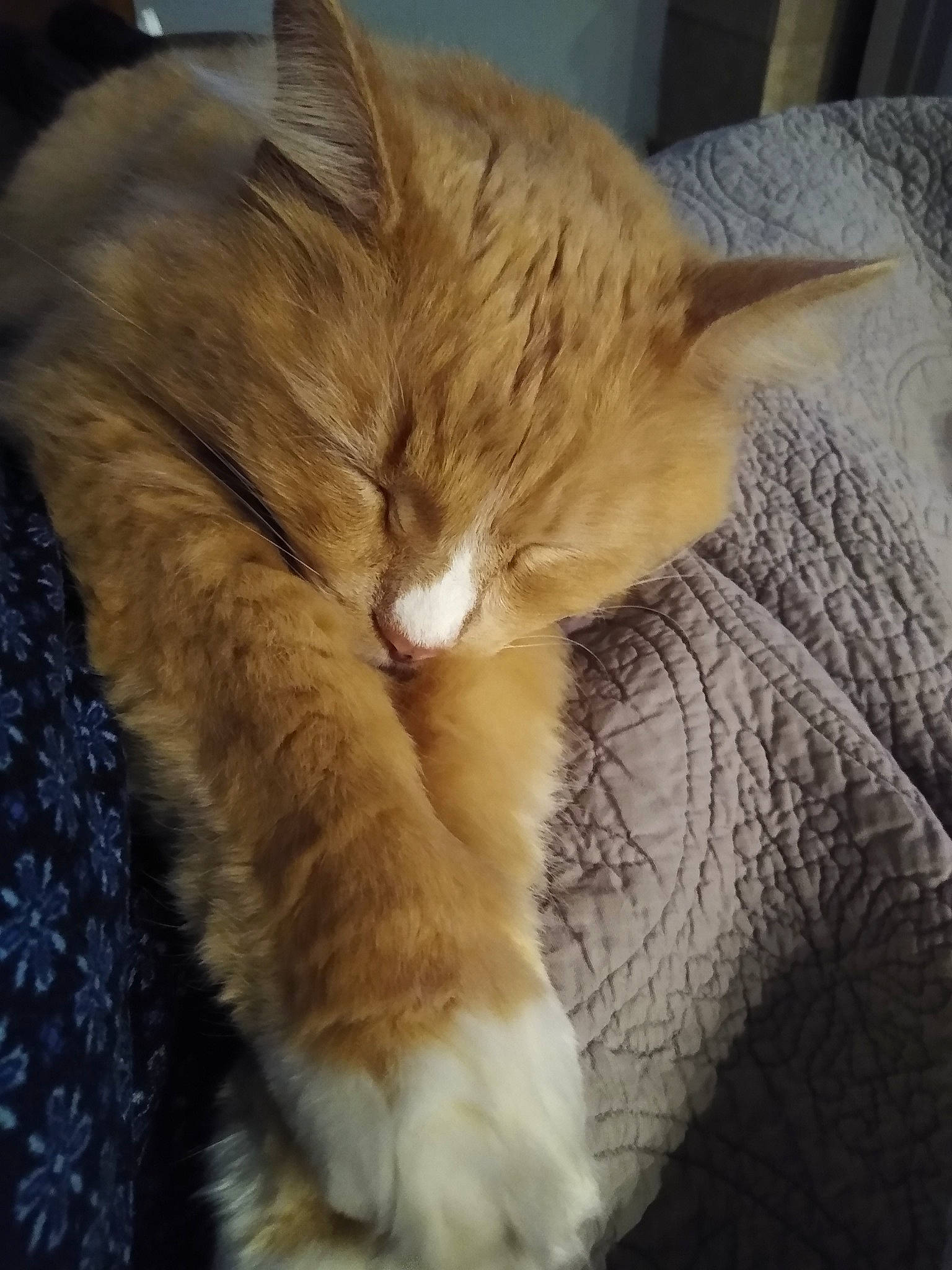 Sweet Marmalade Jelly joined the competition — help win amazing prizes! carnivore, cat, claw, comfort, companion_dog, domestic_short_haired_cat, ear, eye, fawn, felidae, fur, human_leg, nap, natural_material, paw, small_to_medium_sized_cats, snout, tail, terrestrial_animal, whiskers