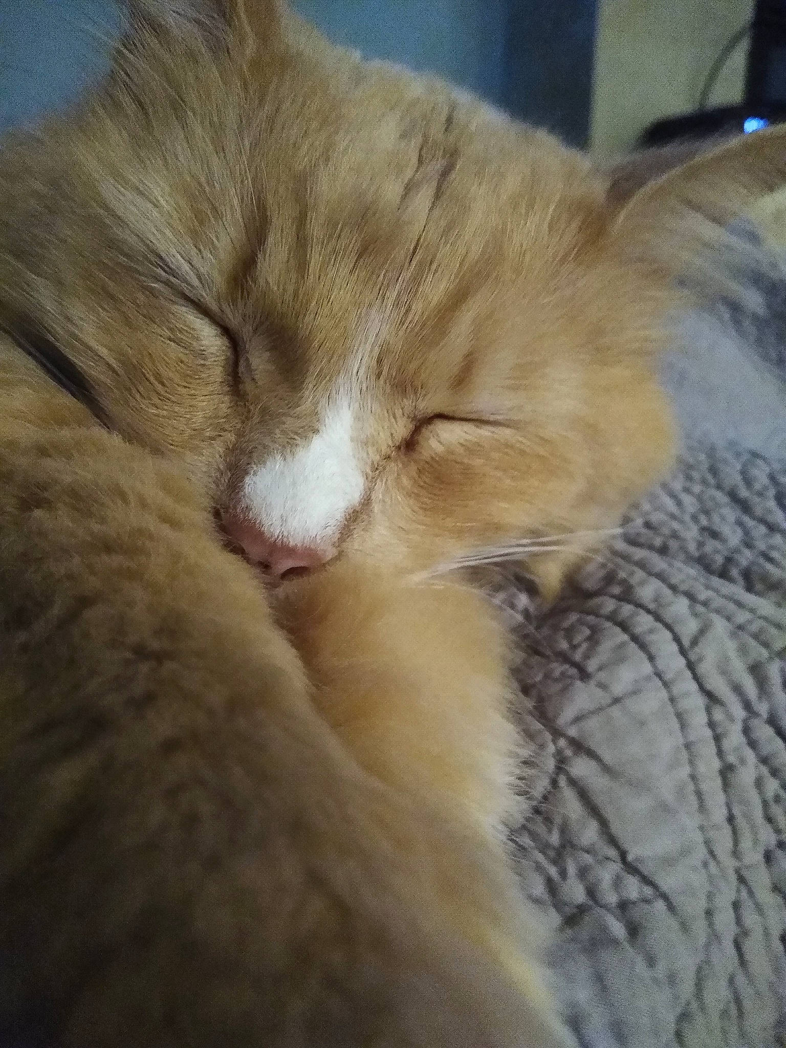 Sweet Marmalade Jelly joined the competition — help win amazing prizes! carnivore, cat, claw, comfort, domestic_short_haired_cat, eye, fawn, felidae, fur, nap, paw, sleep, small_to_medium_sized_cats, snout, tail, terrestrial_animal, whiskers, wood