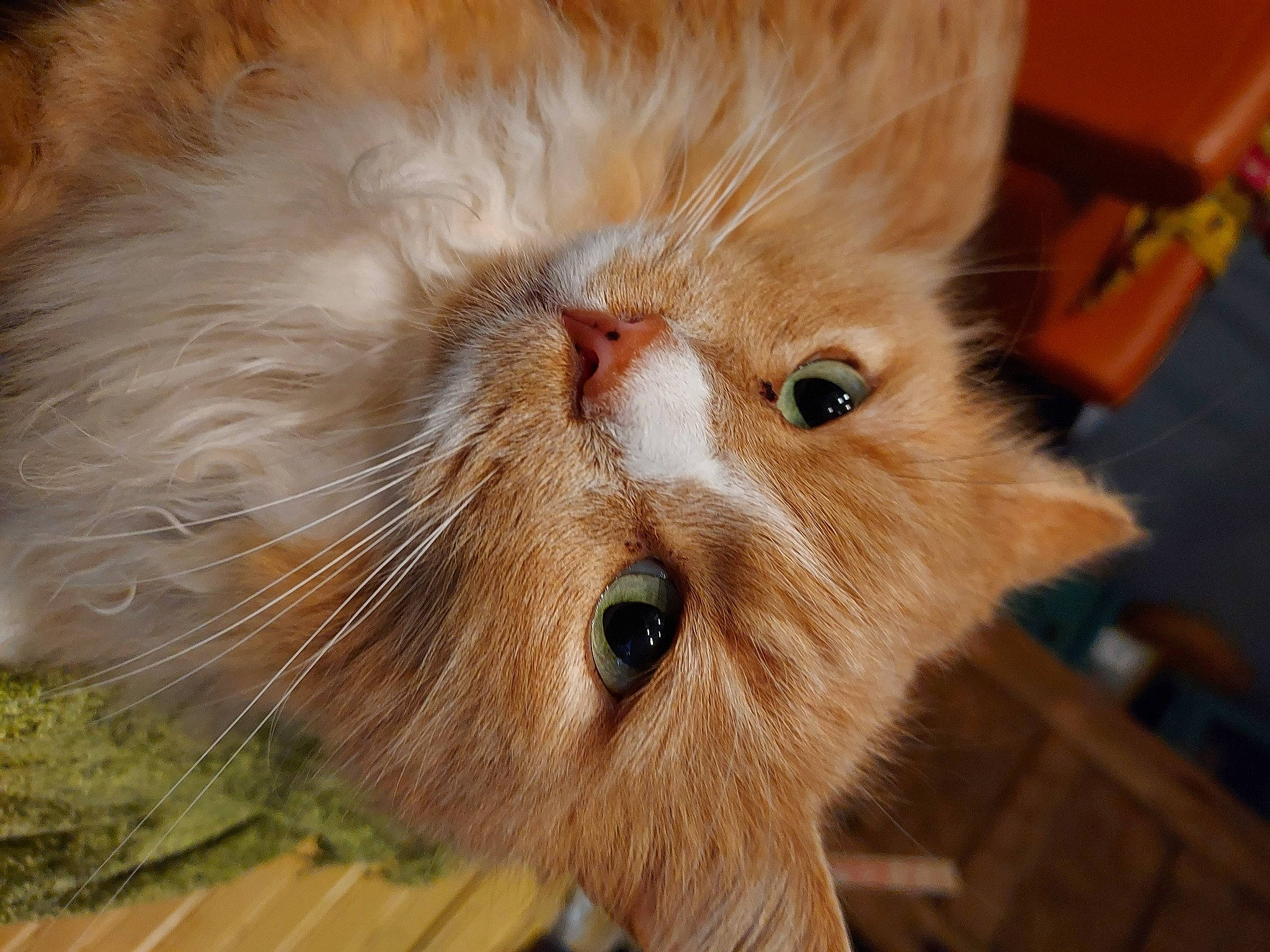 Sweet Marmalade Jelly