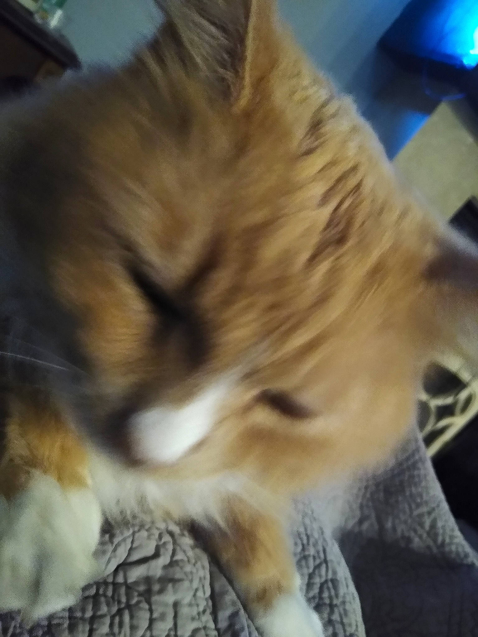 Sweet Marmalade Jelly joined the competition — help win amazing prizes! carnivore, cat, claw, comfort, companion_dog, dog_breed, domestic_short_haired_cat, fawn, felidae, fur, nap, paw, small_to_medium_sized_cats, snout, tail, terrestrial_animal, whiskers