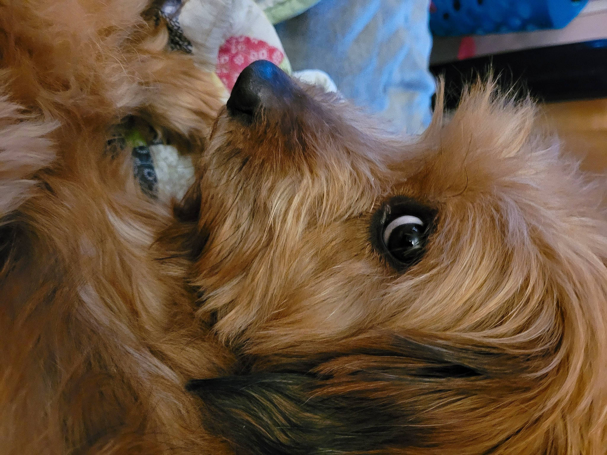 Chester joined the competition — help win amazing prizes! australian_terrier, biewer_terrier, carnivore, companion_dog, dog, dog_breed, fawn, felidae, fur, liver, mammal, small_terrier, small_to_medium_sized_cats, snout, terrier, toy_dog, whiskers, working_animal, yorkipoo, yorkshire_terrier