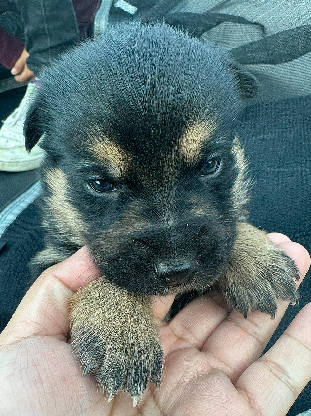 Lulú joined the competition — help win amazing prizes! canidae, carnivore, companion_dog, dog, dog_breed, electric_blue, fawn, fur, mammal, nail, paw, puppy_love, small_terrier, snout, sporting_group, terrier, toy_dog, working_animal