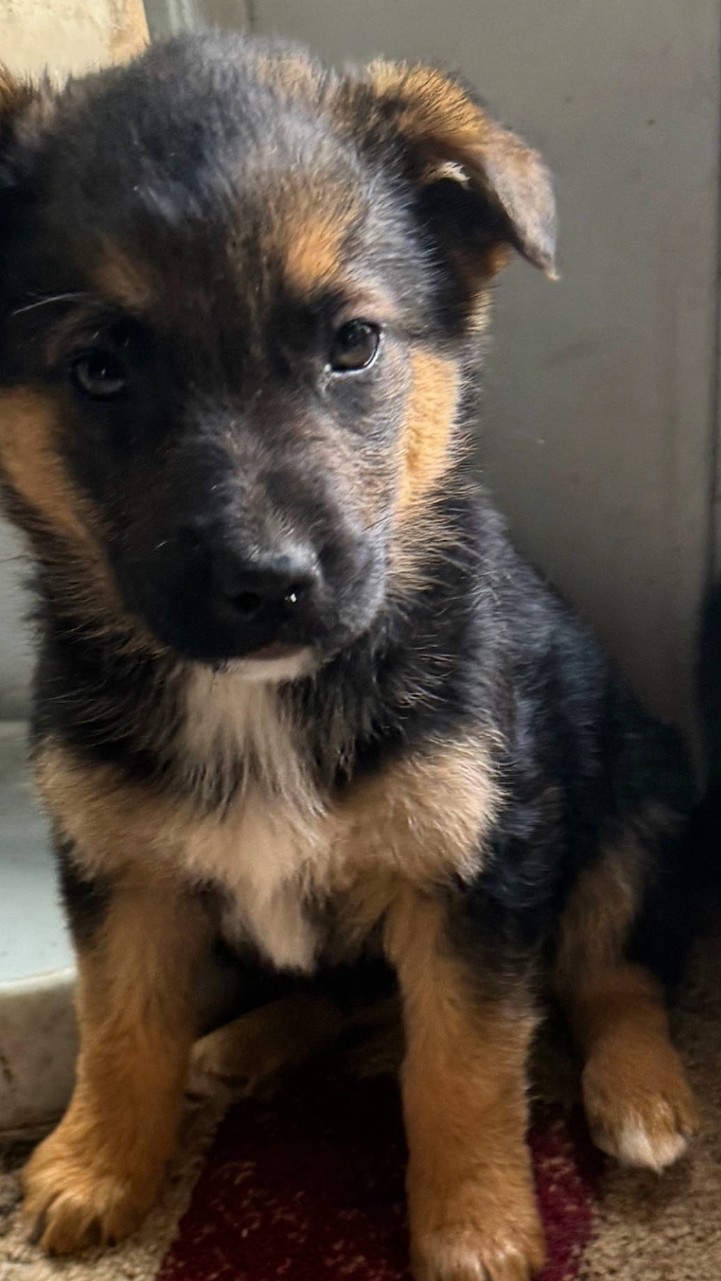 Lulú is registered to the contest to win money with this photo: canidae, carlin_pinscher, carnivore, companion_dog, dog, dog_breed, fawn, fur, puppy, snout, sporting_group, terrestrial_animal, texas_heeler, toy_dog, whiskers, working_animal, working_dog