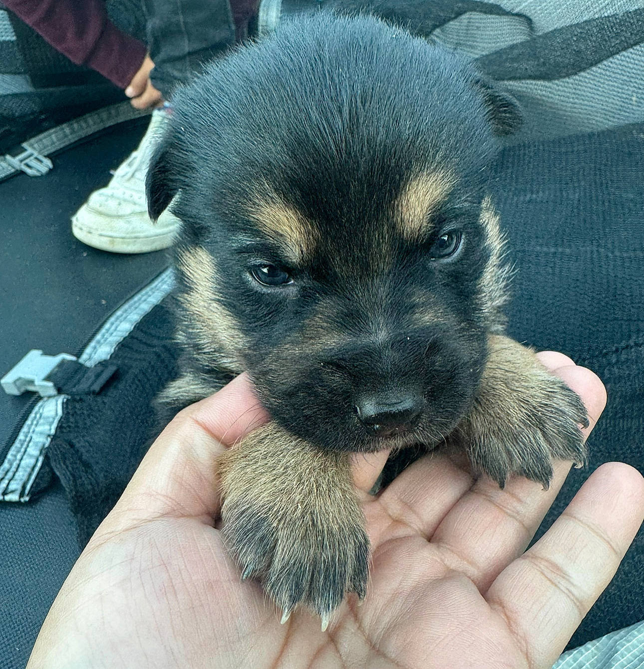 Lulú is registered to the contest to win money with this photo: canidae, carnivore, companion_dog, cutlery, dog, dog_breed, electric_blue, fawn, fork, fur, kitchen_utensil, nail, paw, puppy_love, snout, sporting_group, tableware, toy_dog, whiskers, working_animal