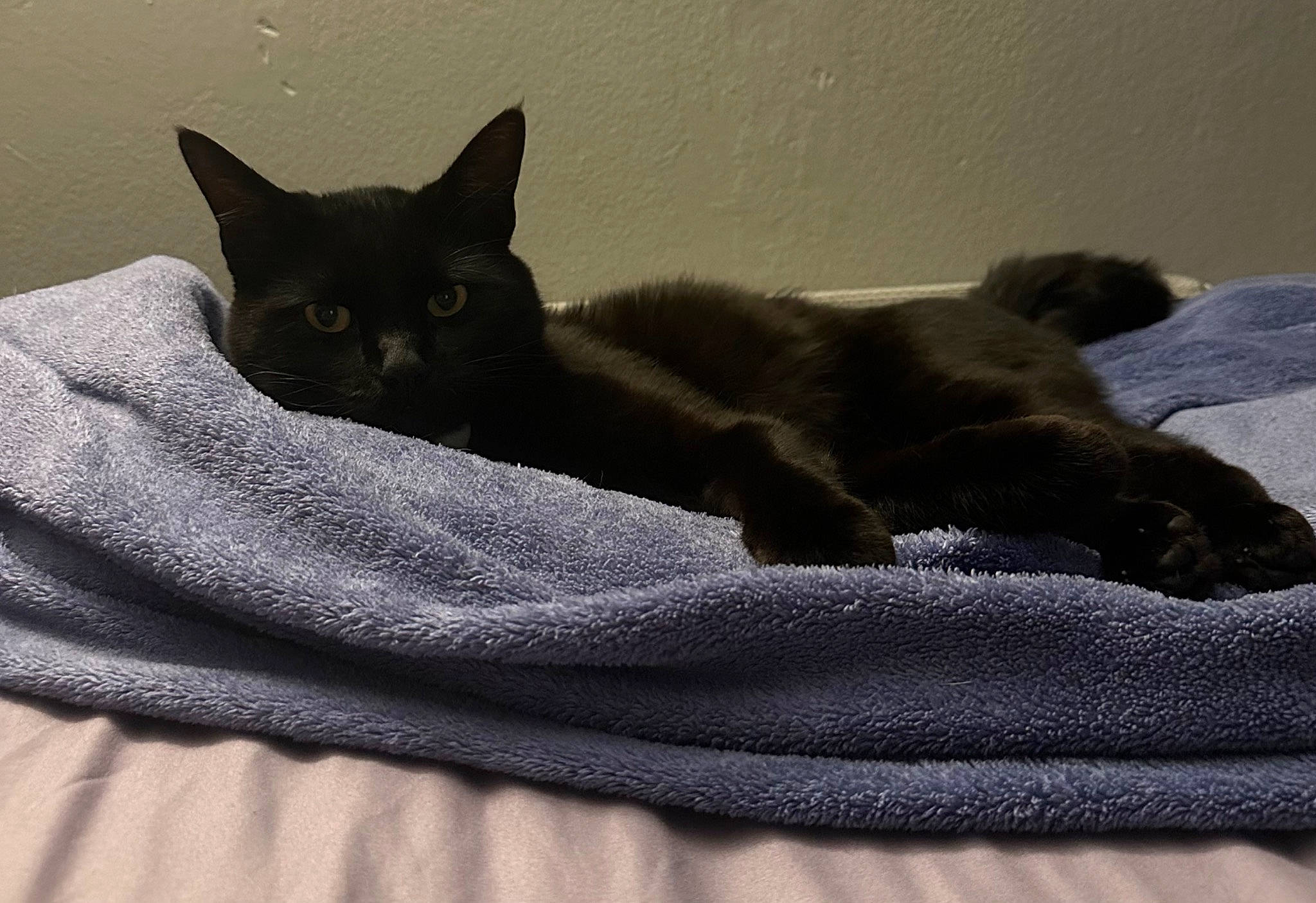 Shadow joined the competition — help win amazing prizes! black_cat, blanket, carnivore, cat, cat_supply, chartreux, comfort, domestic_short_haired_cat, felidae, fur, grey, havana_brown, linens, small_to_medium_sized_cats, snout, tail, whiskers