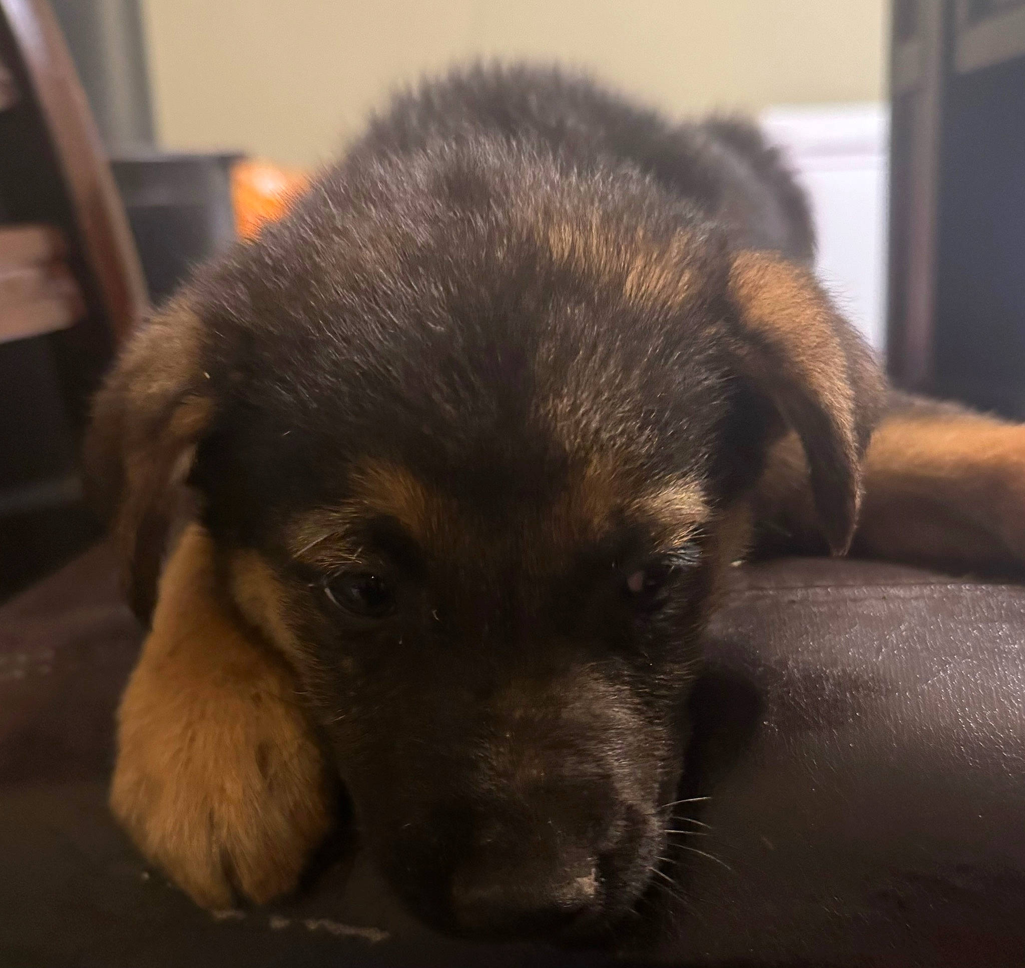 Lulú is registered to the contest to win money with this photo: canidae, carnivore, companion_dog, dog, dog_breed, fawn, fur, paw, snout, sporting_group, street_dog, terrestrial_animal, whiskers, working_animal