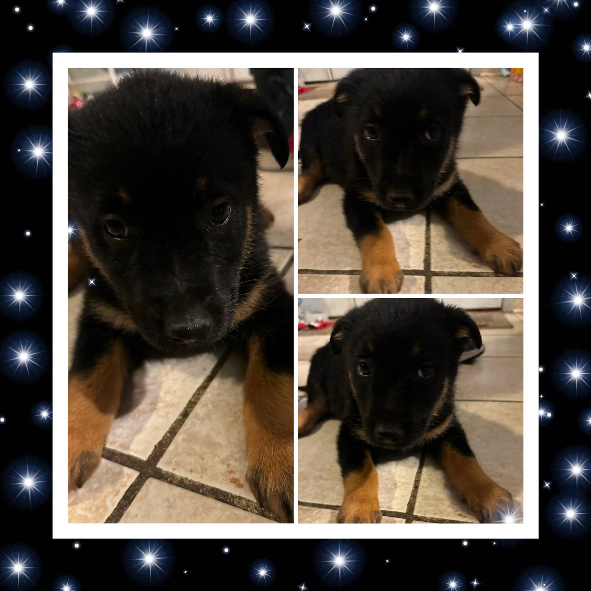 Lulú is registered to the contest to win money with this photo: black, canidae, carnivore, companion_dog, dog, dog_breed, font, fur, light, mammal, organism, pattern, pet_supply, photograph, rectangle, snapshot, snout, sporting_group, vertebrate, working_animal