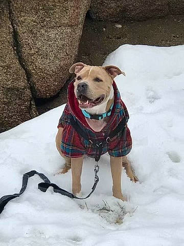 Blue joined the competition — help win amazing prizes! adventure, canidae, carnivore, collar, companion_dog, dog, dog_breed, dog_clothes, dog_collar, dog_supply, fawn, freezing, leash, pet_supply, snout, snow, sporting_group, toy, winter, working_animal