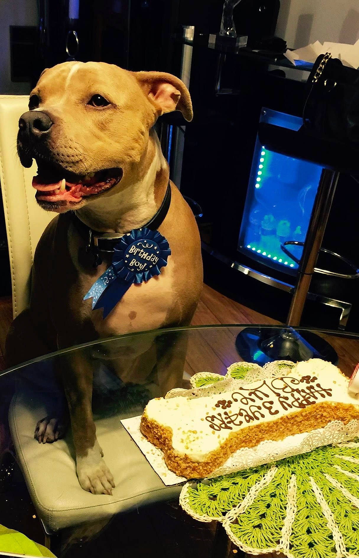 Blue is registered to the contest to win money with this photo: birthday_cake, carnivore, collar, comfort_food, companion_dog, dessert, dish, dog, dog_breed, dog_collar, dog_supply, fawn, food, ingredient, pet_supply, snout, sugar_cake, sweetness, whiskers, working_animal
