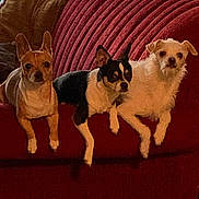 Sayla Finn Luke is registered to the contest to win money with this photo: animal, black_and_white_dog, brown_dog, companion, couch, cozy, dog, ears, fur, furry, home, indoor, looking, pet, red_couch, relaxed, sitting, small_dog, three_dogs, white_dog