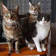 Popeye a rejoint le concours — aidez-le/la à gagner de superbes lots ! cat, tabby_cat, gray_and_white_cat, pets, feline, indoor, chair, wooden_furniture, curious, whiskers, ears, fur, domestic_animal, three_animals, close_together, sitting, looking_at_camera, household, laced_curtain, domestic_life