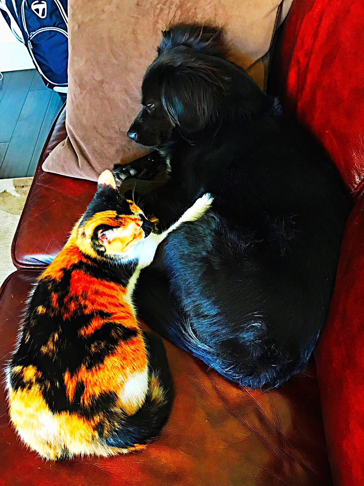 Boone is registered to the contest to win money with this photo: canidae, sporting_group