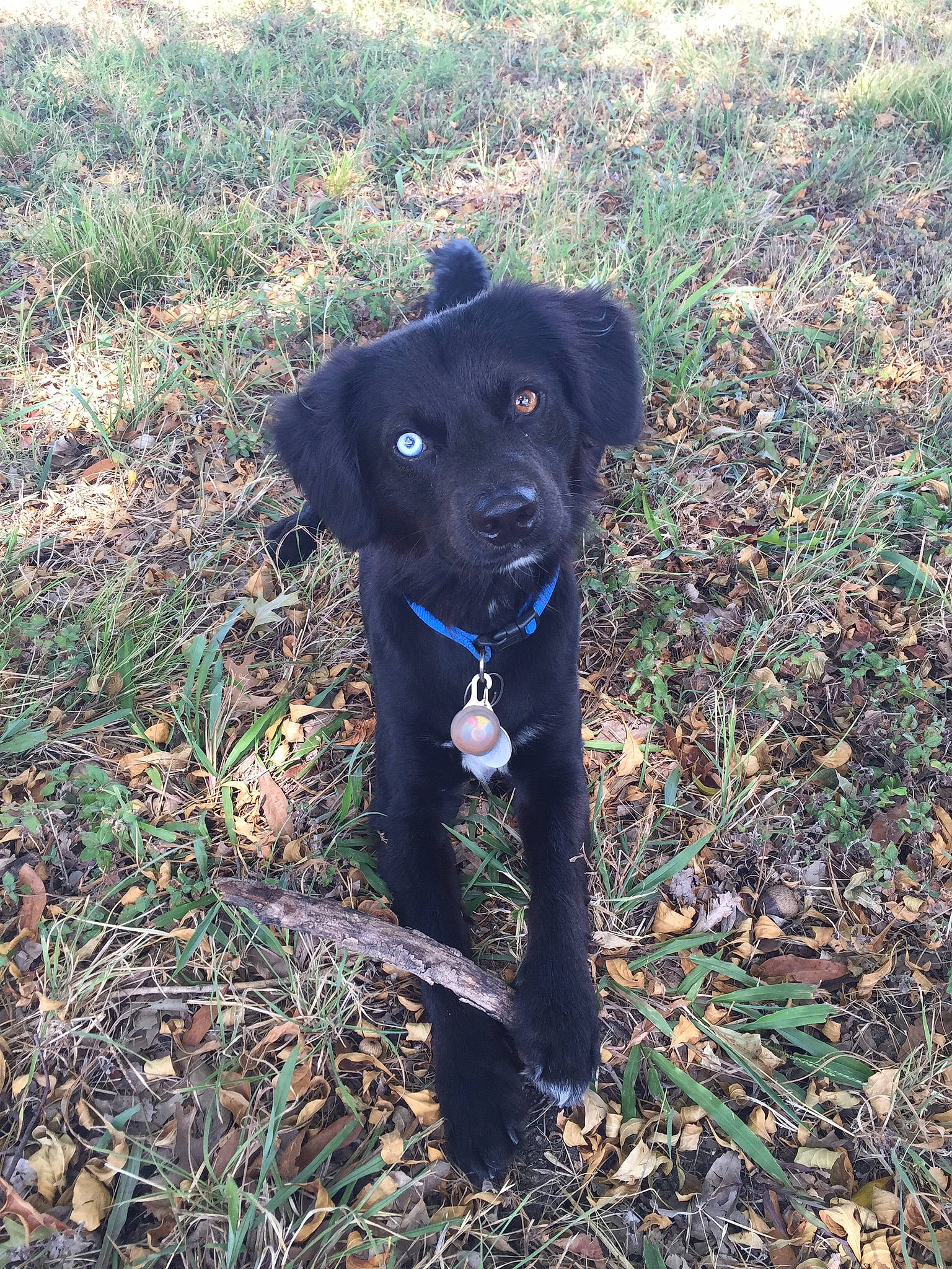 Boone joined the competition — help win amazing prizes! beagador, borador, canidae, carnivore, companion_dog, dog, dog_breed, flat_coated_retriever, hunting_dog, labrador_retriever, mammal, patterdale_terrier, puppy, rare_breed_dog, retriever, sporting_group