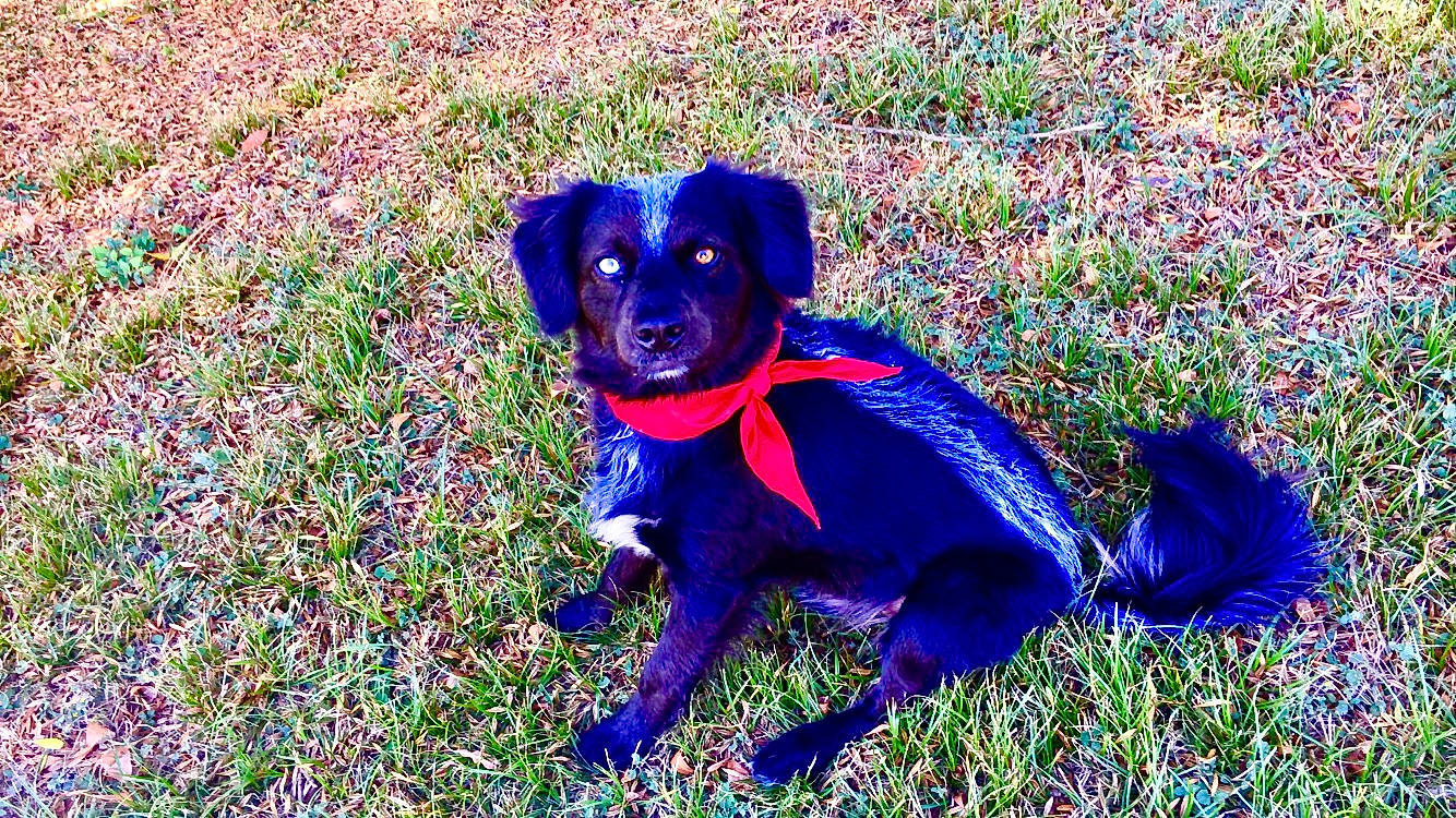 Boone joined the competition — help win amazing prizes! canidae, carnivore, companion_dog, dog, dog_breed, flower, grass, mammal, patterdale_terrier, plant, puppy, rare_breed_dog, sporting_group