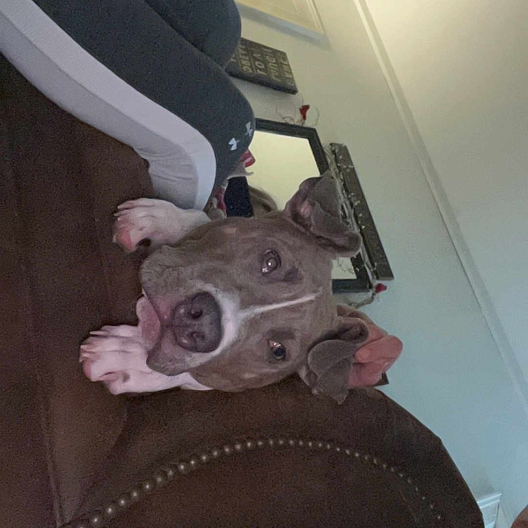 Jax joined the competition — help win amazing prizes! brown_couch, casual, comfort, curious, dog, door, ears, furniture, head, home, indoor, leggings, leisure, mirror, paws, person, relaxed, resting, sporty, wall