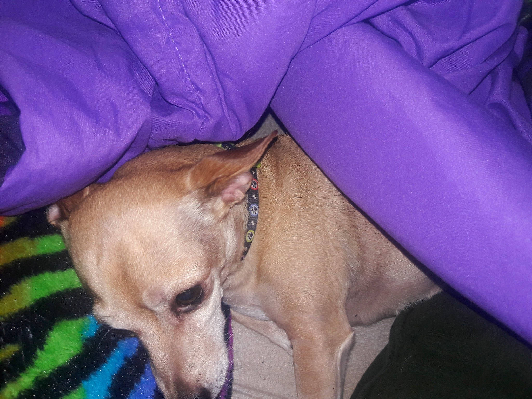 Bella is registered to the contest to win money with this photo: canidae, carnivore, collar, companion_dog, dog, dog_breed, dog_supply, electric_blue, fawn, lavender, liver, magenta, pet_supply, purple, snout, sporting_group, violet, working_animal