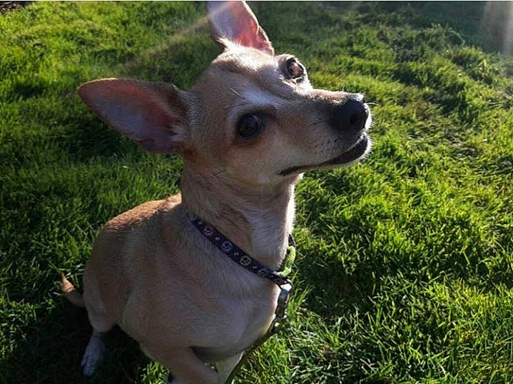 Bella joined the competition — help win amazing prizes! canidae, carnivore, chihuahua, collar, dog, dog_breed, dog_collar, dog_supply, fawn, grass, grass_family, hunting_dog, lawn, mammal, non_sporting_group, pet_supply, snout, sporting_group, toy_dog, working_animal