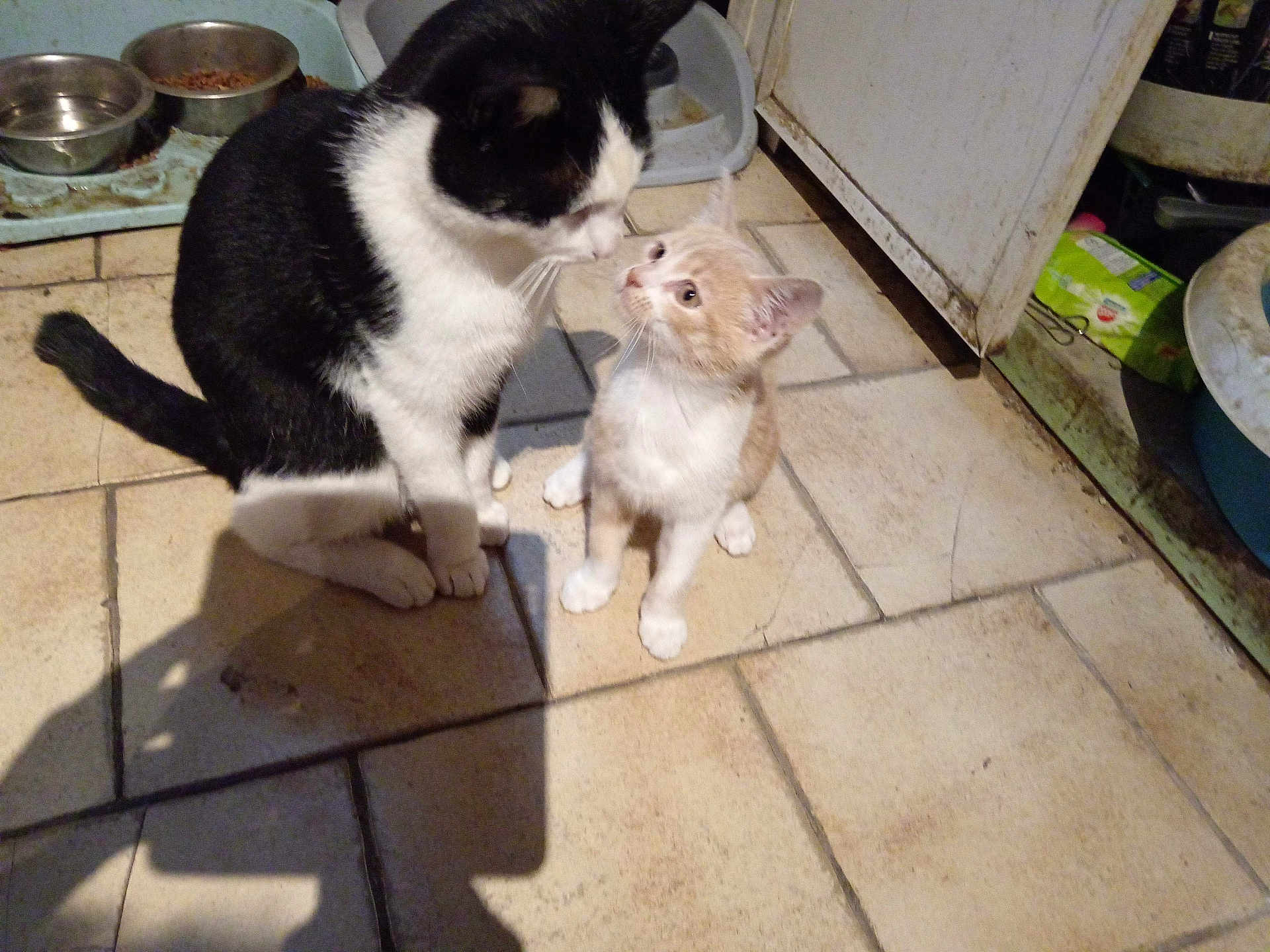 Bingo Et Tigrou participe au concours pour gagner de l'argent avec cette photo : cat, kitten, black_and_white_cat, light_brown_cat, floor, tile_floor, food_bowl, litter_box, indoor, pet, animal, feline, cute, looking_at_each_other, close_up, domestic, pair, small_cat, adult_cat, kitchen
