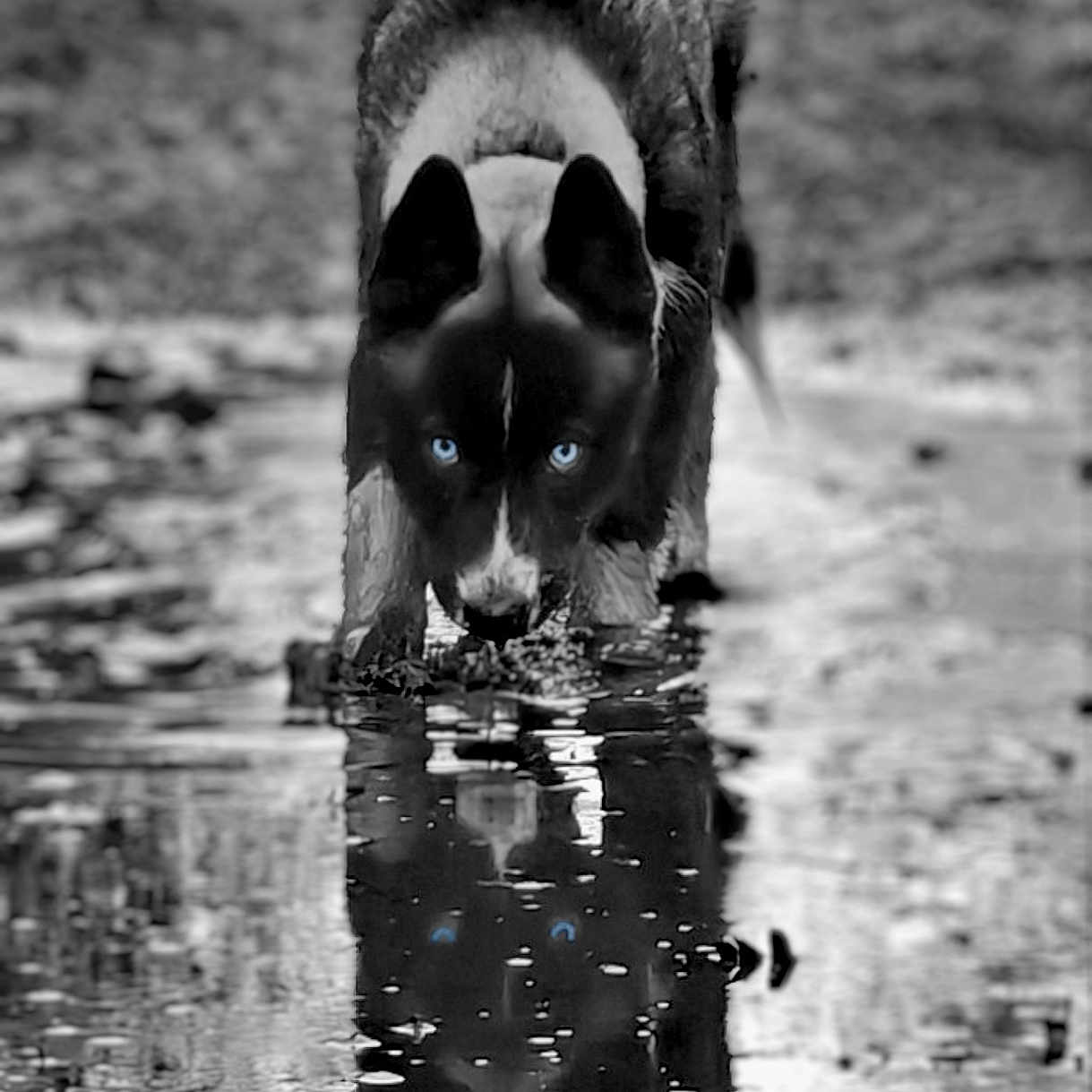 Vaghar participe au concours pour gagner de l'argent avec cette photo : accessories, animal, bulldog, canine, dog, germanshepherd, hound, husky, nature, outdoors, pet, pond, pool, puddle, puppy, ripple, sea, sphere, terrier, water