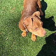 Athena joined the competition — help win amazing prizes! dog, brown_dog, pet, animal, grass, outdoor, sunlight, shadow, collar, canine, fur, ears, nose, paws, daylight, nature, looking_away, standing, alert, closeup