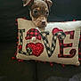 puppy, dog, decorative_pillow, love, red, black, white, sequins, heart, couch, fabric, cute, pet, indoor, closeup, floppy_ears, animal, adorable, cozy, holiday
