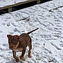 Athena joined the competition — help win amazing prizes! puppy, dog, snow, outdoor, young, pet, animal, footprints, winter, cold, playful, brown, fur, small, nature, canine, cute, walking, curious, daytime