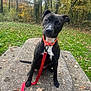 Ayla a rejoint le concours — aidez-le/la à gagner de superbes lots ! dog, black_dog, orange_collar, red_leash, stone_bench, autumn, fallen_leaves, green_grass, trees, forest, outdoor, pet, animal, sitting, curious, head_tilt, nature, daylight, park, canine