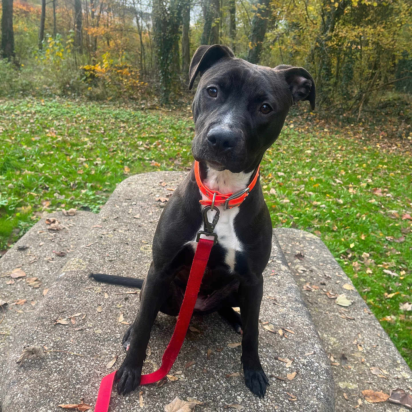 Ayla