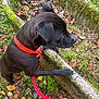 dog, black_dog, collar, leash, outdoor, autumn, leaves, moss, stone_planter, grass, nature, animal, pet, curious, walking, footwear, person, red_leash, greenery, twigs