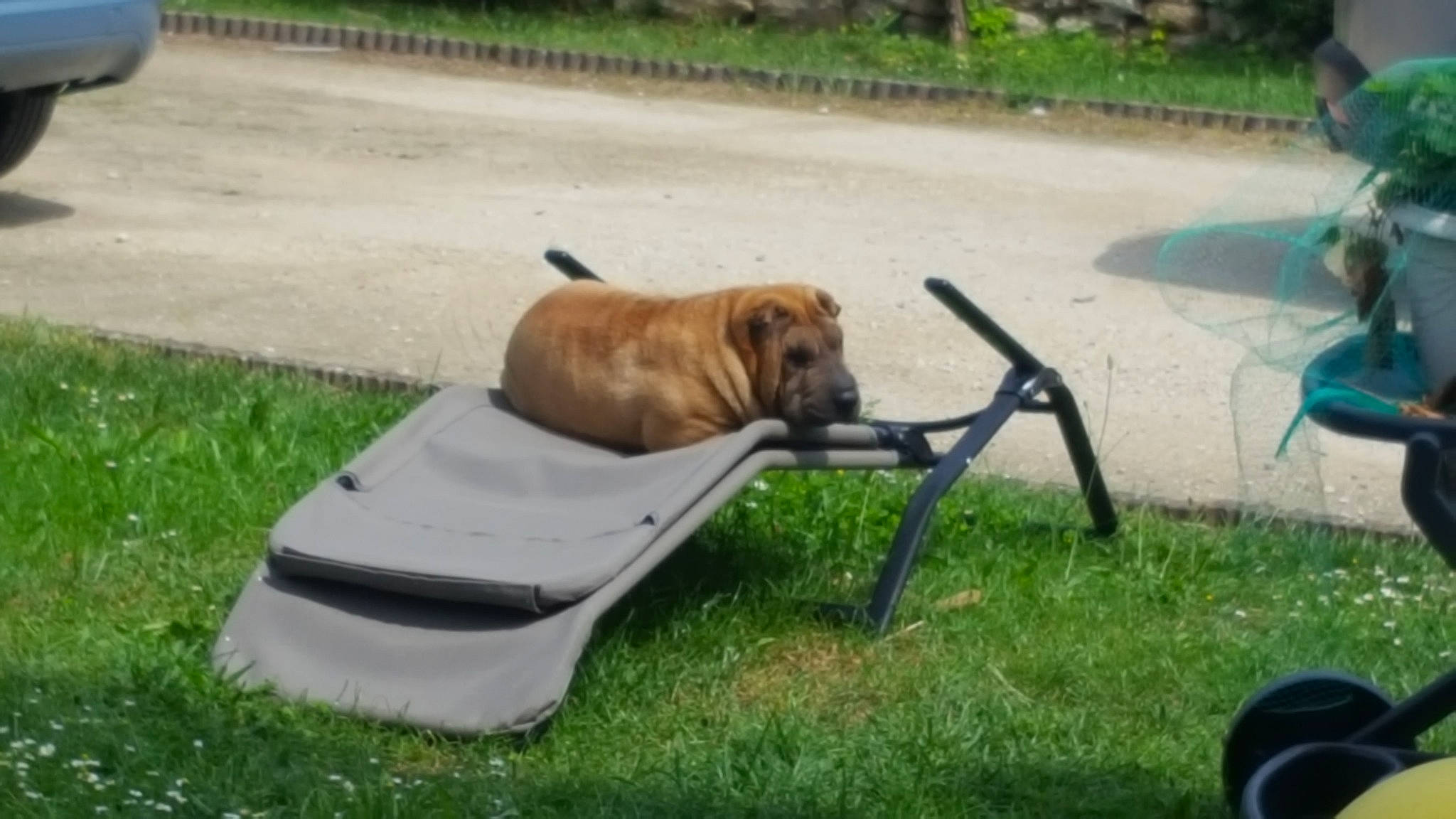 Janis participe au concours pour gagner de l'argent avec cette photo : canidae, carnivore, chair, collar, companion_dog, dog, dog_breed, dog_collar, dog_supply, fawn, grass, guard_dog, leash, leisure, outdoor_furniture, pet_supply, plant, sporting_group, tail, working_dog