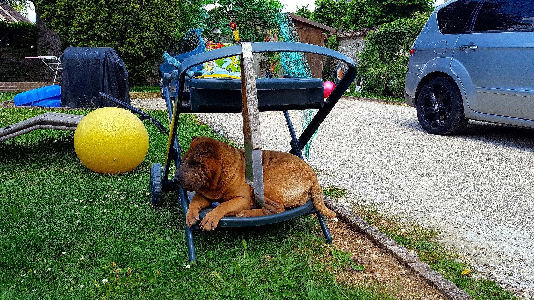 Janis participe au concours pour gagner de l'argent avec cette photo : car, carnivore, chair, companion_dog, dog, dog_breed, fawn, fender, grass, hubcap, leisure, motor_vehicle, outdoor_furniture, plant, shade, table, tire, tree, vehicle, wheel