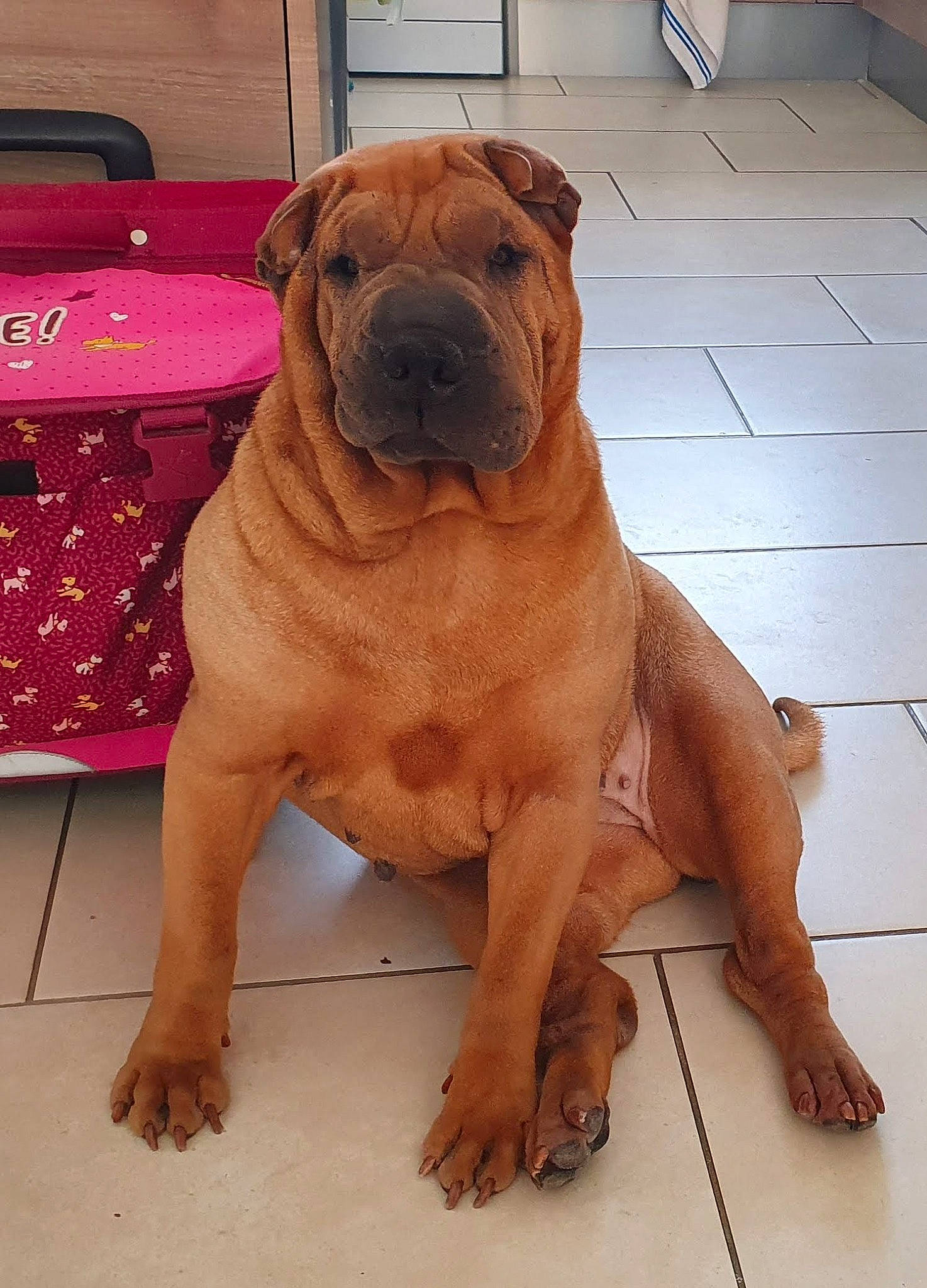 Janis participe au concours pour gagner de l'argent avec cette photo : bag, canidae, carnivore, chair, companion_dog, dog, dog_breed, fawn, flooring, foot, liver, luggage_and_bags, molosser, snout, sporting_group, tail, wood, working_animal, working_dog, wrinkle