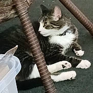 Mochi is registered to the contest to win money with this photo: animal, carpet, cat, collar, domestic_cat, ears, eyes, feline, four_paws, fur, indoor, pet, plastic_container, relaxed, resting, side_view, tabby, whiskers, white_paws, wicker_chair