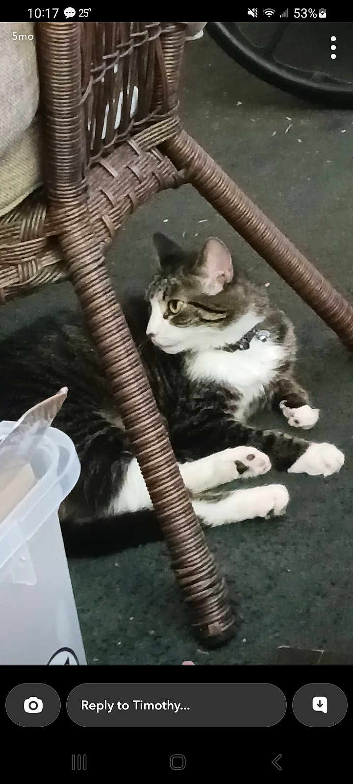 Mochi